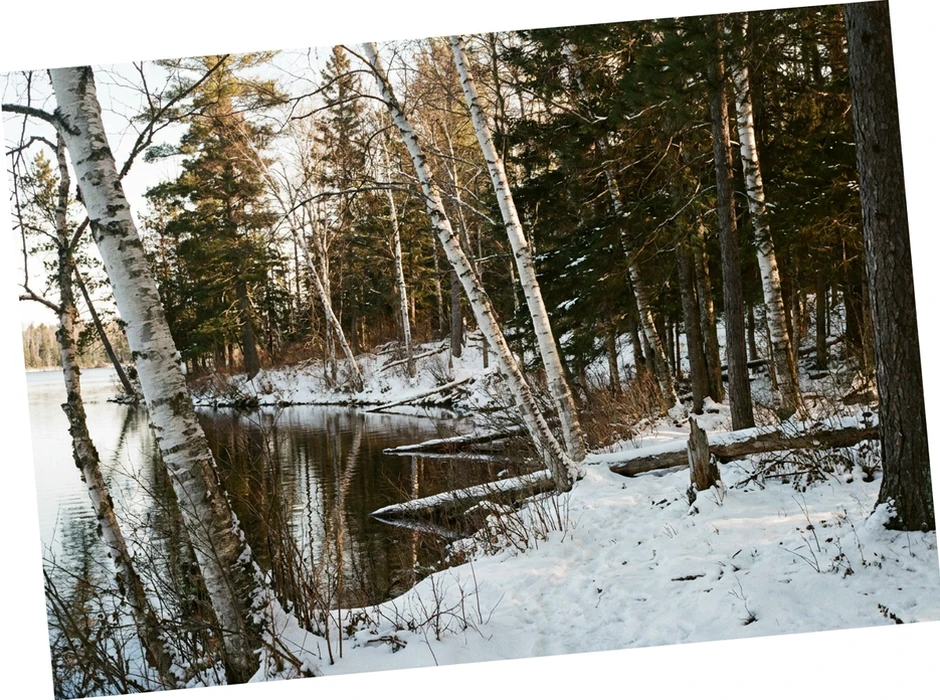 Birch and pine trees along a quiet lakeshore